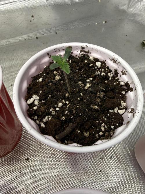 The Don Mega F1 v2 - Solfire. Week 0 - #4, day 2