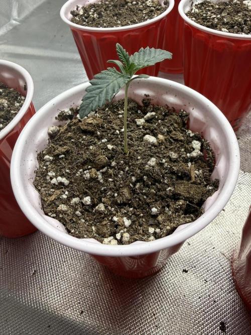 The Don Mega F1 v2 - Solfire. Week 1 - #1