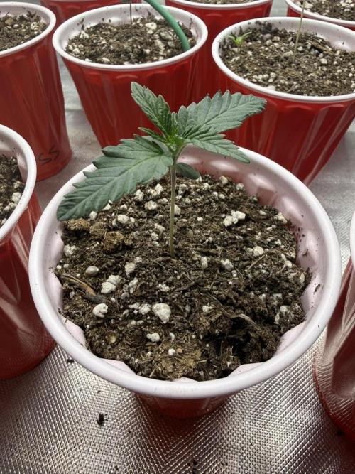 The Don Mega F1 v2 - Solfire. Week 1 - #2