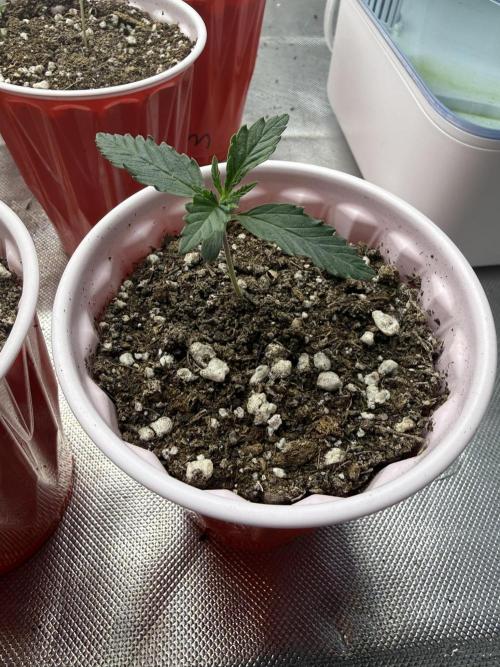 The Don Mega F1 v2 - Solfire. Week 1 - #3