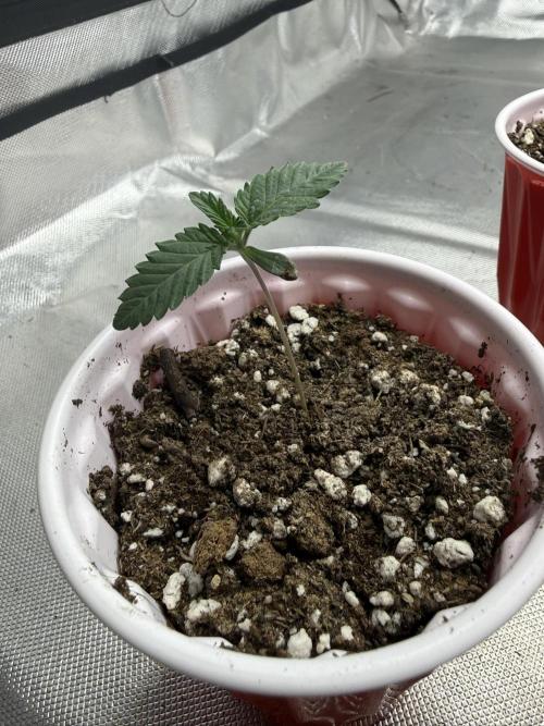 The Don Mega F1 v2 - Solfire. Week 1 - #4 - day younger than the other three