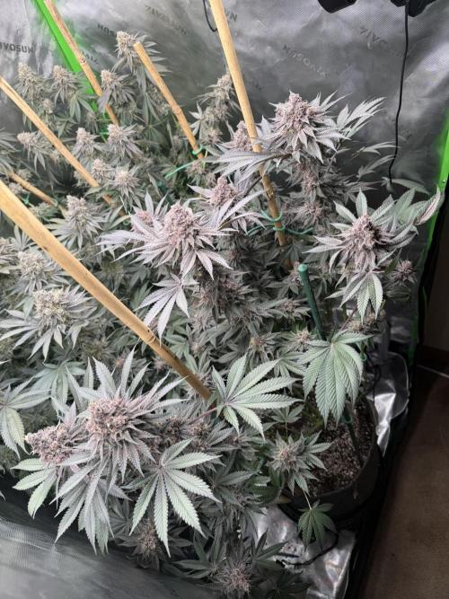 Solfire Variety, Fall/Winter 2025-6. Week 19 - TB#1, 57F