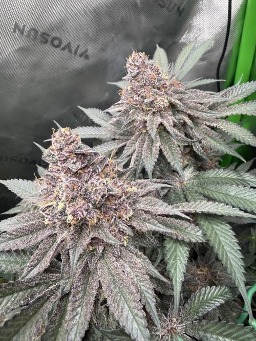 Solfire Variety, Fall/Winter 2025-6. Week 19 - TB#1