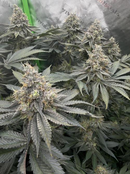 Solfire Variety, Fall/Winter 2025-6. Week 19 - TB#2