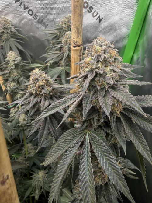 Solfire Variety, Fall/Winter 2025-6. Week 19 - Chem