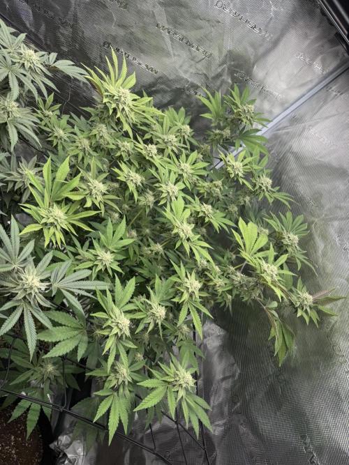 Solfire Variety, Fall/Winter 2025-6. Week 19 - Crossed Out #1, 30F