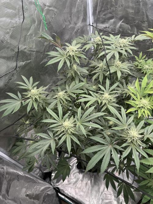 Solfire Variety, Fall/Winter 2025-6. Week 19 - CO#2, 30F