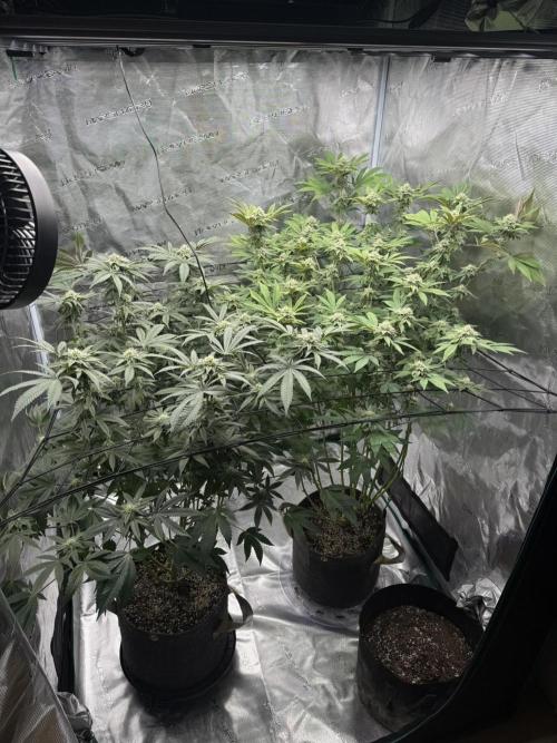 Solfire Variety, Fall/Winter 2025-6. Week 19 - COs, 30F