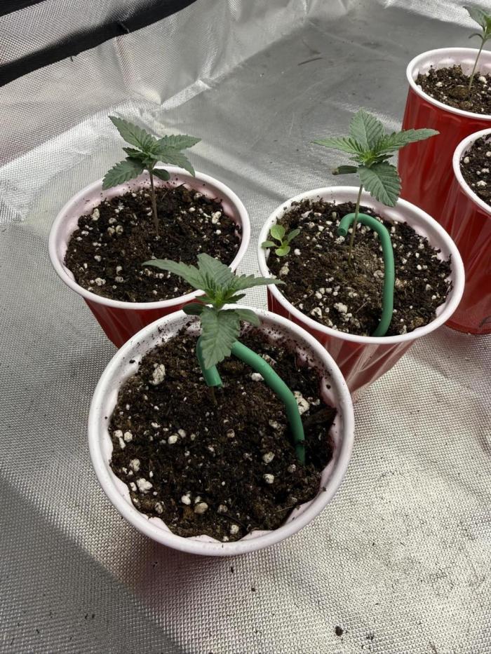 Sour Situation - Solfire. Week 1