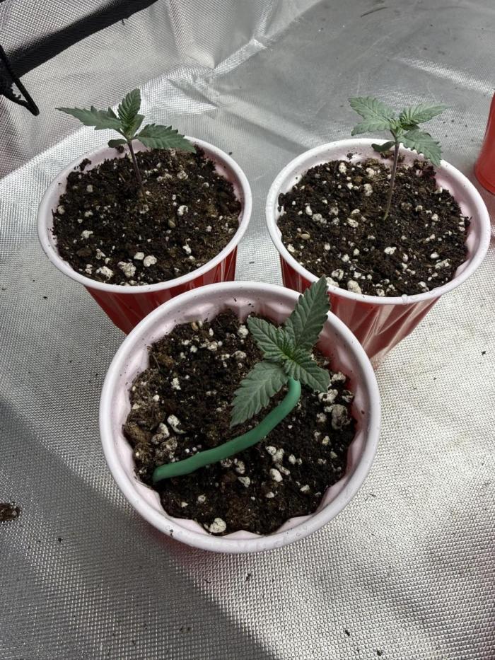 Pink Milk - Solfire. Week 1