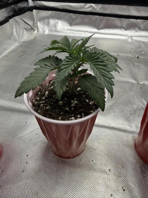 The Don Mega F1 v2 - Solfire. Week 2 - #2 - 15V