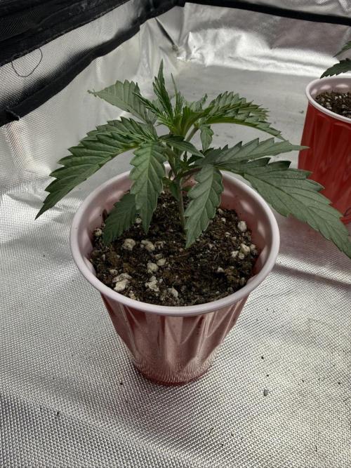 The Don Mega F1 v2 - Solfire. Week 2 - #3 - 15V