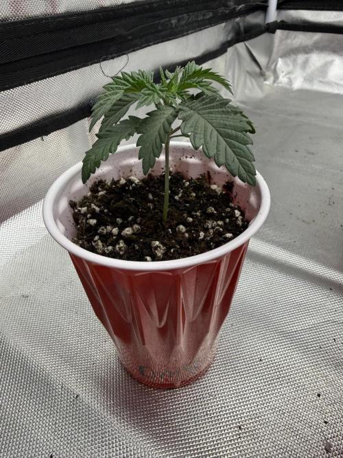 The Don Mega F1 v2 - Solfire. Week 2 - #4 - 14V