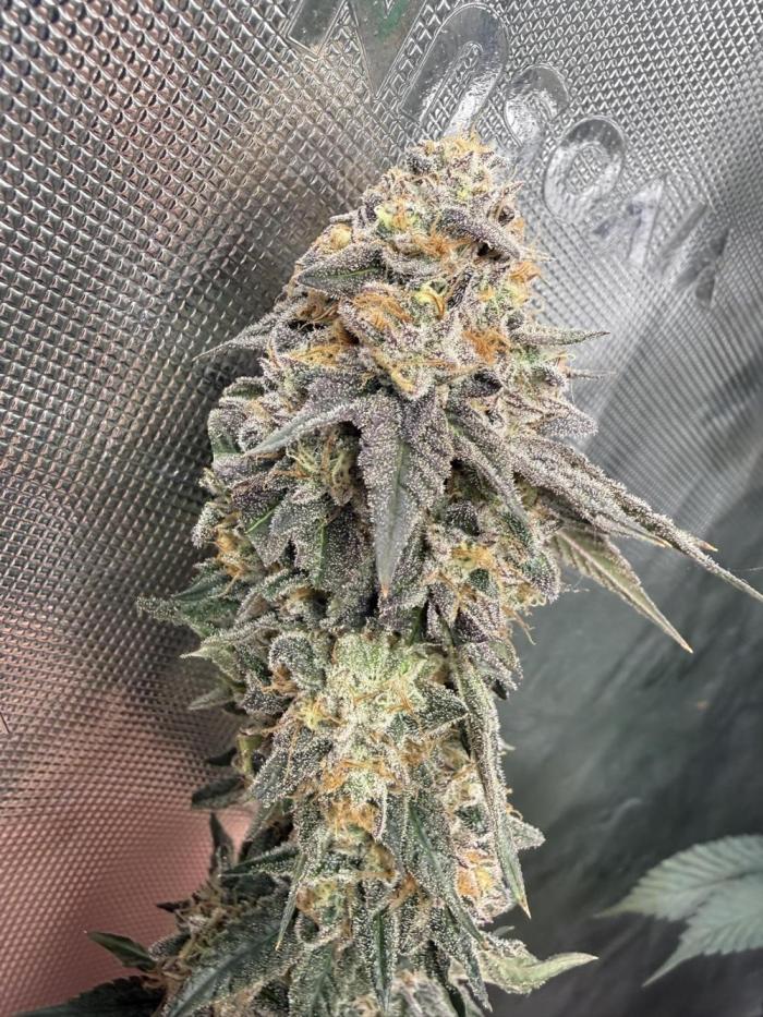 Solfire Variety, Fall/Winter 2025-6. Week 20 - Chopped branch - 62F (Chem)