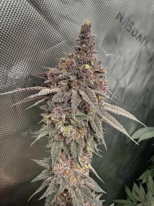 Solfire Variety, Fall/Winter 2025-6. Week 20 - #2 after chop, 62F