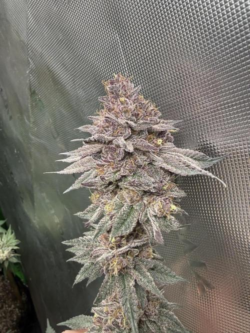 Solfire Variety, Fall/Winter 2025-6. Week 20 - #2 after chop, 62F