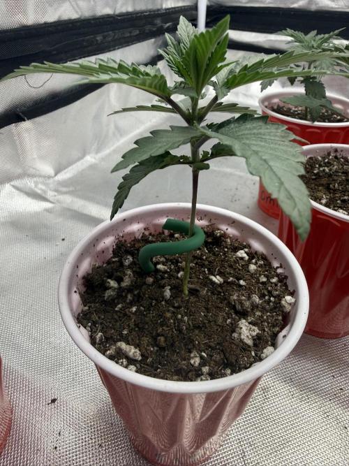 Sour Situation - Solfire. Week 2 - #2, 15V