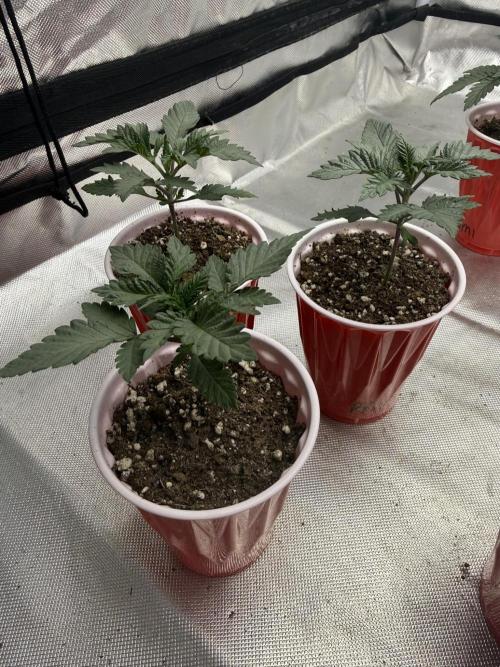 Pink Milk - Solfire. Week 2 - All three, 15V
