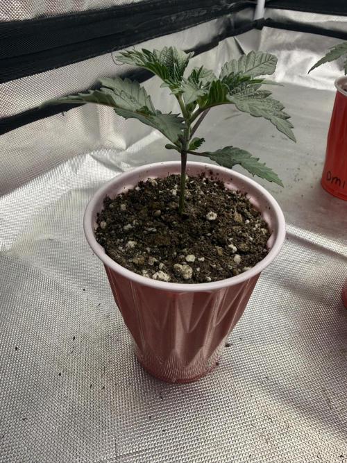 Pink Milk - Solfire. Week 2 - #1, 15V