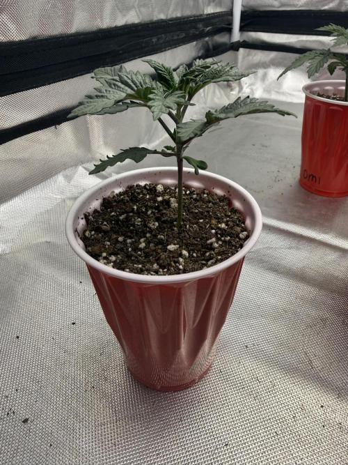 Pink Milk - Solfire. Week 2 - #2, 15V