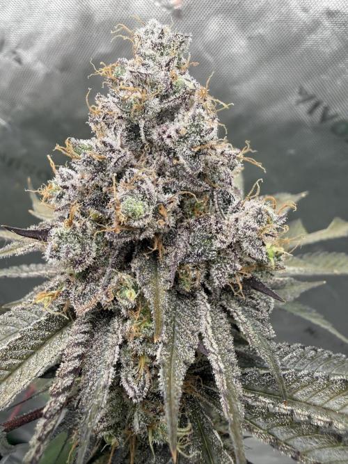 Solfire Variety, Fall/Winter 2025-6. Week 20 - TB#1, 66F