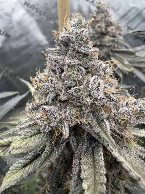 Solfire Variety, Fall/Winter 2025-6. Week 20 - #1 at chop, 69F