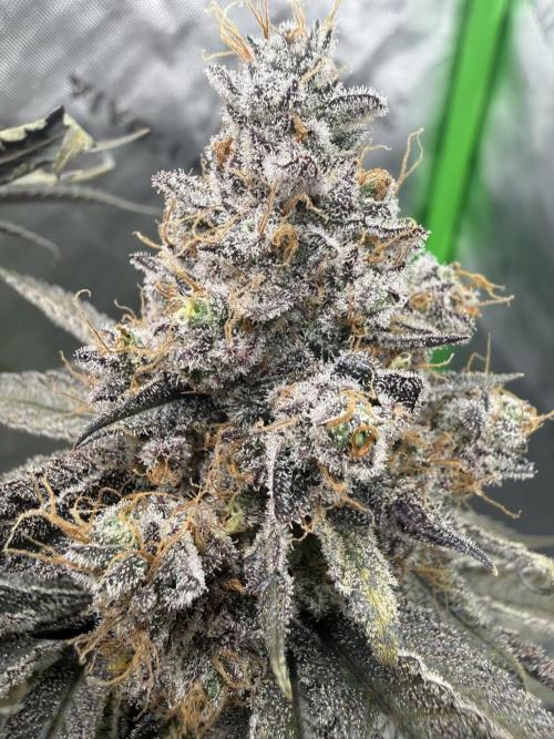 Solfire Variety, Fall/Winter 2025-6. Week 20 - #1 at chop, 69F