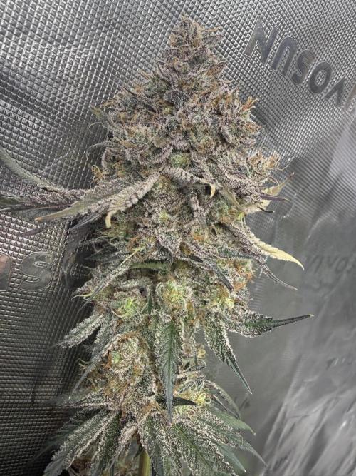 Solfire Variety, Fall/Winter 2025-6. Week 20 - #1 at chop, 69F