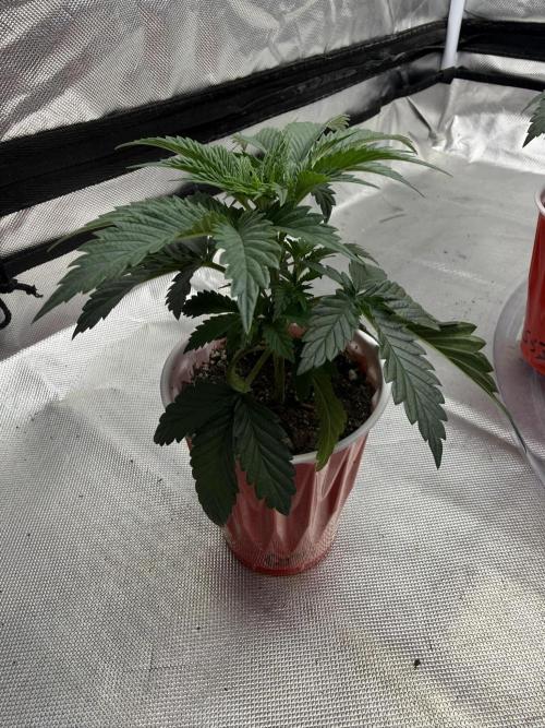 The Don Mega F1 v2 - Solfire. Week 3 - #1, 22V