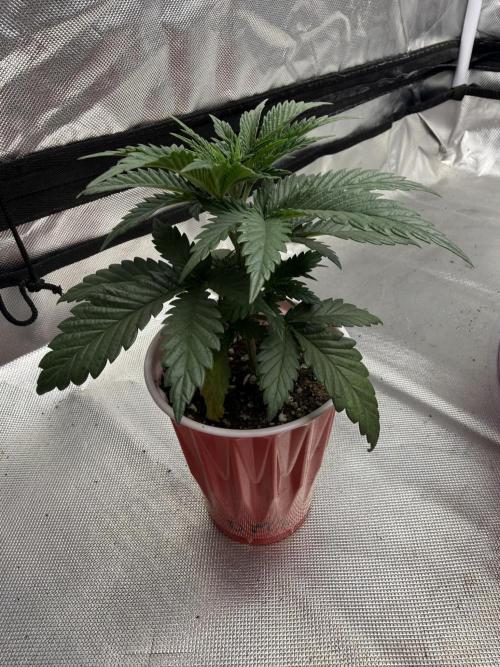 The Don Mega F1 v2 - Solfire. Week 3 - #2, 22V