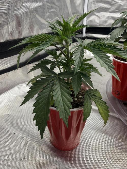 The Don Mega F1 v2 - Solfire. Week 3 - #3, 22V