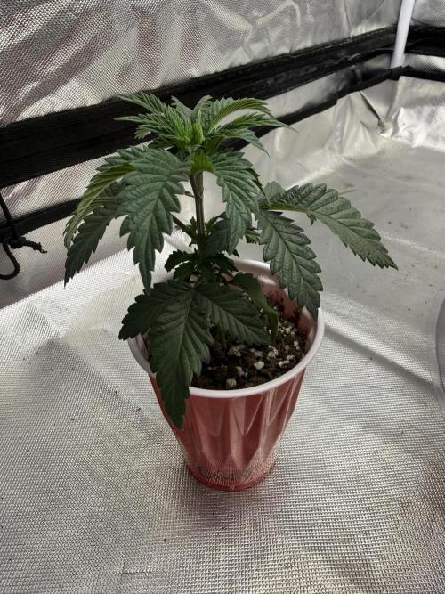 The Don Mega F1 v2 - Solfire. Week 3 - #4, 22V