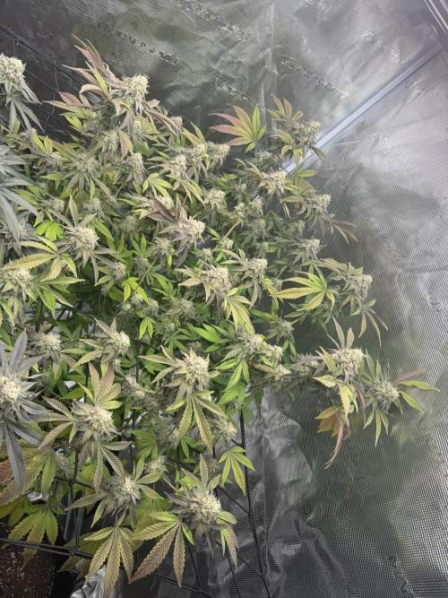 Solfire Variety, Fall/Winter 2025-6. Week 21 - Crossed Out #1, 46F