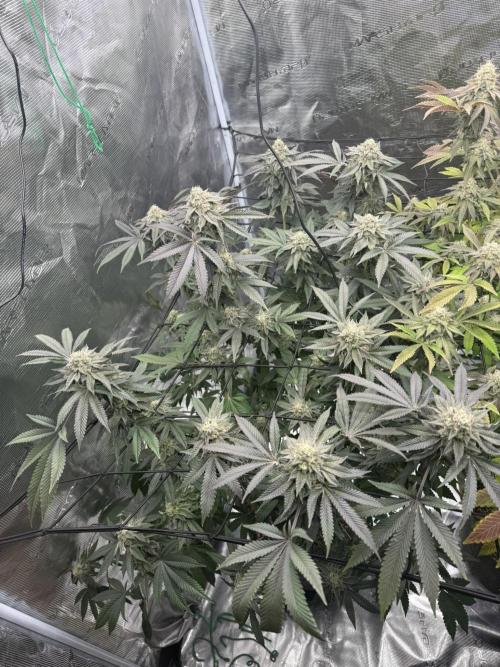 Solfire Variety, Fall/Winter 2025-6. Week 21 - CO#2, 46F