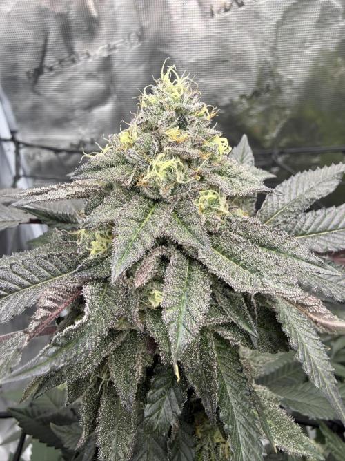 Solfire Variety, Fall/Winter 2025-6. Week 21 - #2, 46F