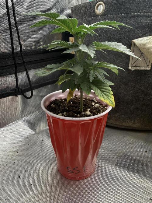 Sour Situation - Solfire. Week 3 - #1, 25V