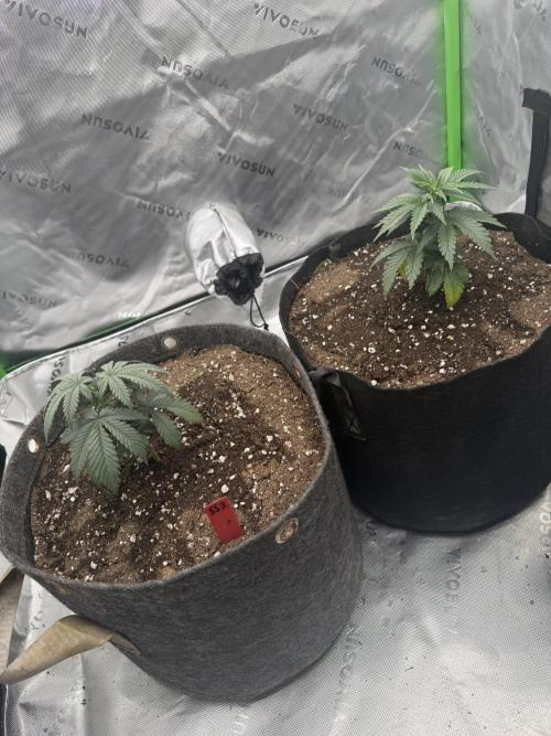 Sour Situation - Solfire. Week 3 - #2 and #3, 25V