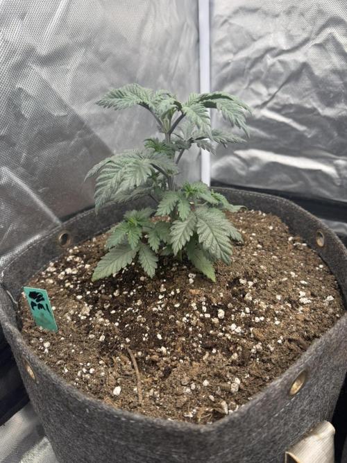 Pink Milk - Solfire. Week 3 - #1, 25V