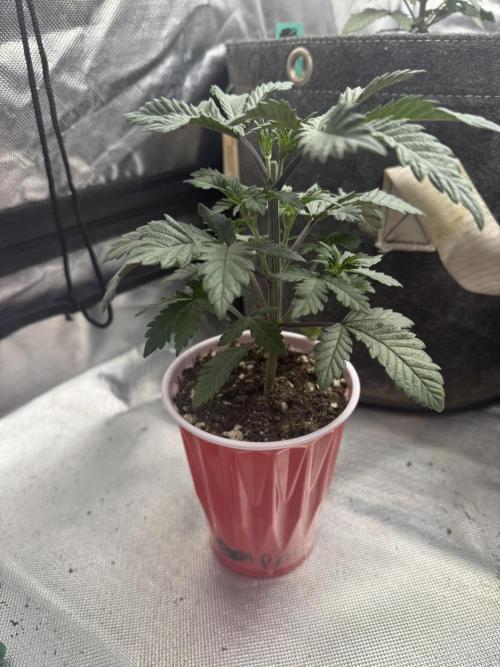 Pink Milk - Solfire. Week 3 - #2, 25V