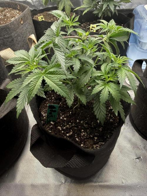 The Don Mega F1 v2 - Solfire. Week 4 - #1, 30V