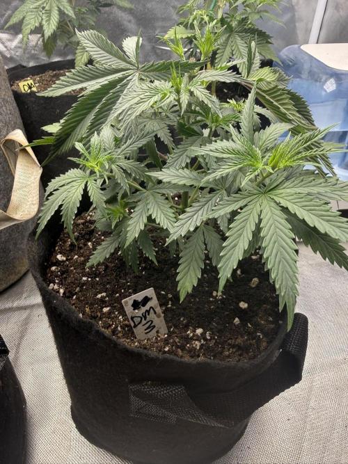 The Don Mega F1 v2 - Solfire. Week 4 - #3, 30V