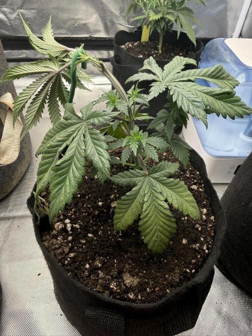 The Don Mega F1 v2 - Solfire. Week 4 - #4, 29V