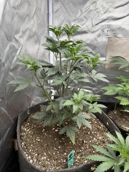 Pink Milk - Solfire. Week 4 - #1, 32V