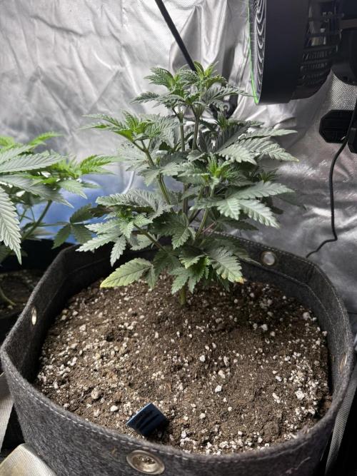Pink Milk - Solfire. Week 4 - #3, 32V