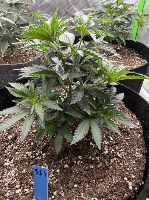 Sour Situation - Solfire. Week 4 - #1, 34V