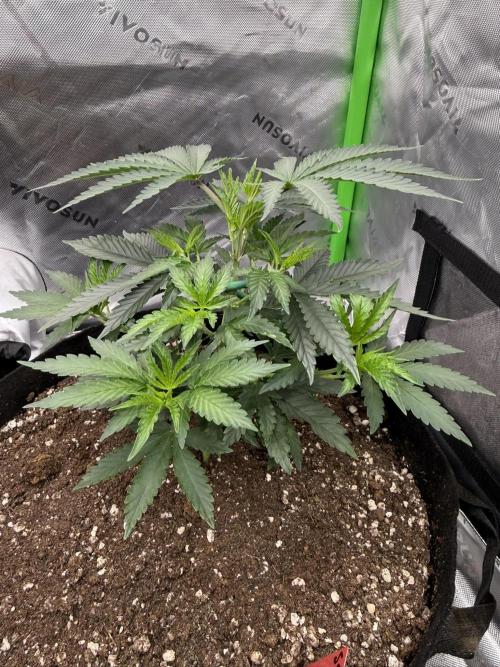 Sour Situation - Solfire. Week 4 - #2, 34V