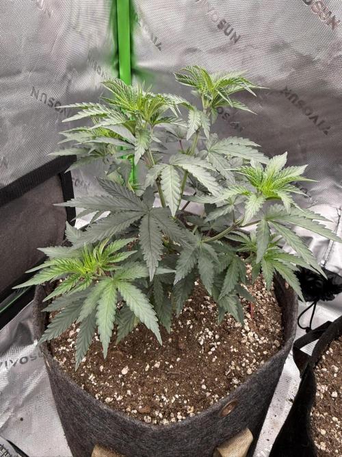 Sour Situation - Solfire. Week 4 - #3, 33V