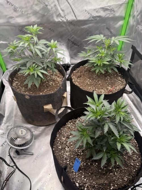 Sour Situation - Solfire. Week 4 - All three!