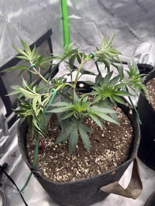 Sour Situation - Solfire. Week 4 - #3 after LST