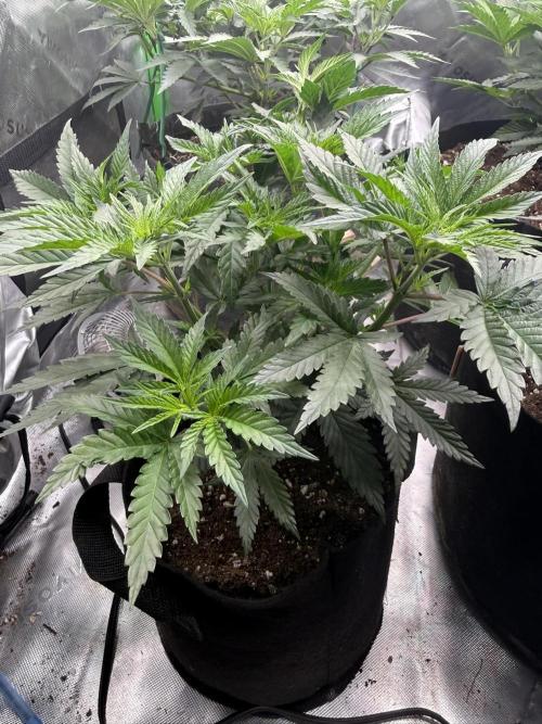 The Don Mega F1 v2 - Solfire. Week 5 - #2, 37V